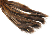 Pine squirrel - Brown