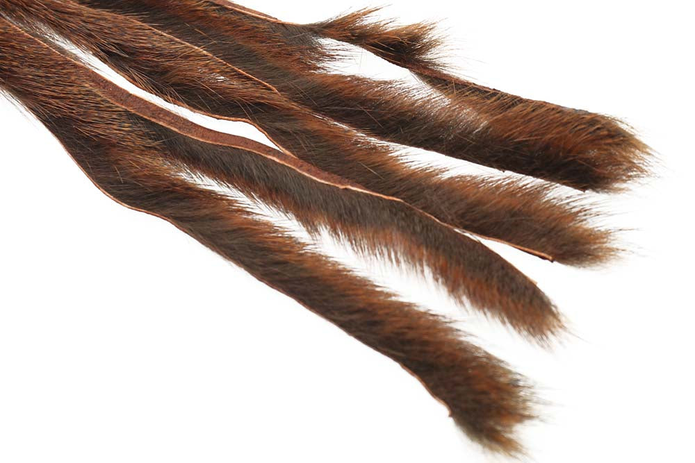 Pine squirrel - Rust