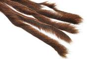 Pine squirrel - Rust