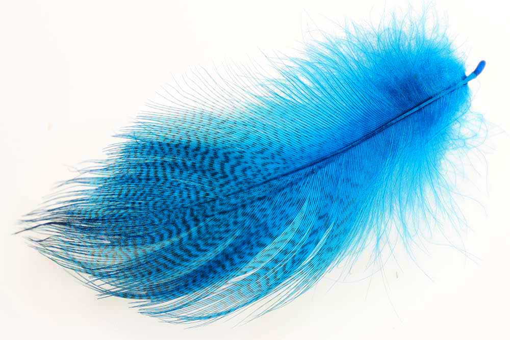 Mallard Duck Wing Large Selected - Peacock Blue