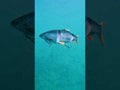 Ricky the Roach swimming action
