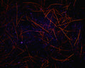 Spawn's UV Simi Seal Dubbing - UV Bleeding Black