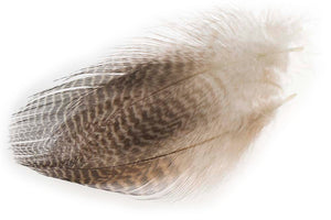 Teal Flank Feathers - Natural