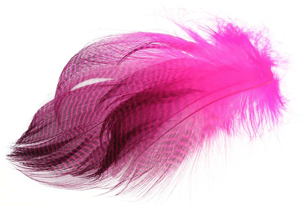 Teal Barred Flank - Fl. Pink