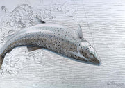 Thomas Weiergang original A3 - Seatrout upside down